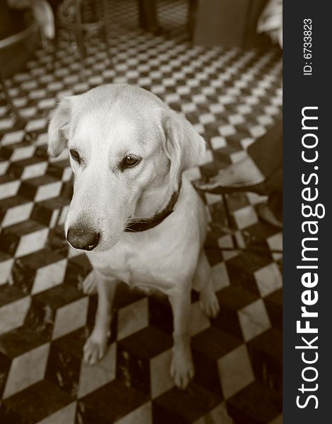 Female labrador dog sitting on checkered floor restaurant in paris, france