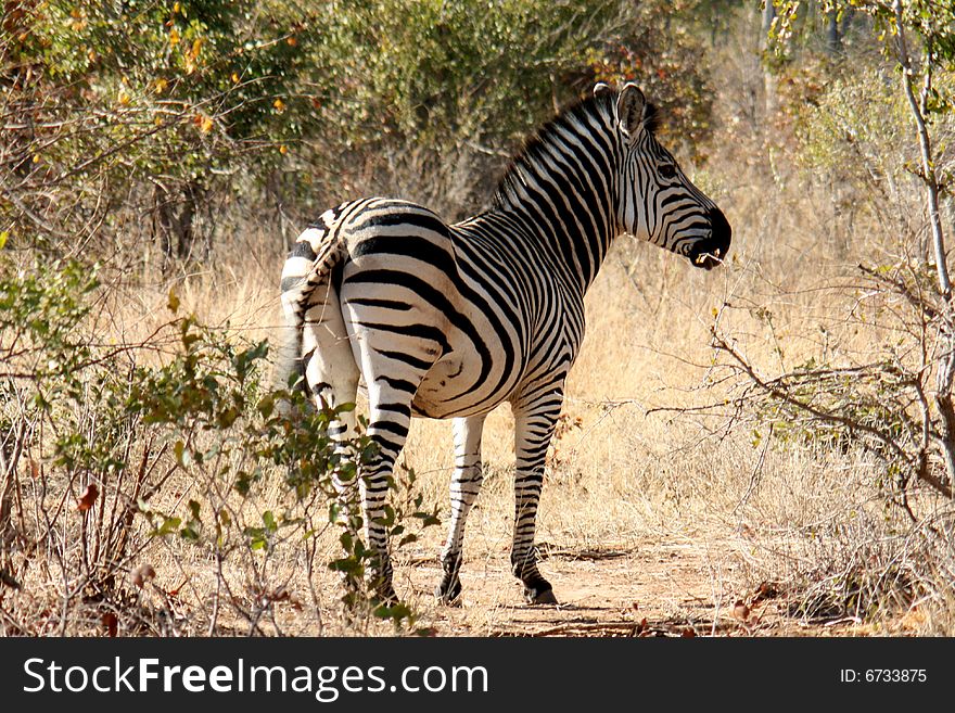 Close up shot of a zebra taken in Zambia