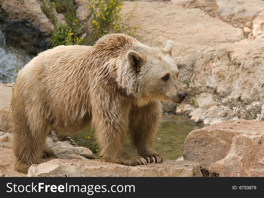 Brown Syrian Bear (Ursus arctos syrianus) is the smallest subspecies of Brown Bear.
They are omnivorous, eating almost any type of food, including meat, grass, and fruits.