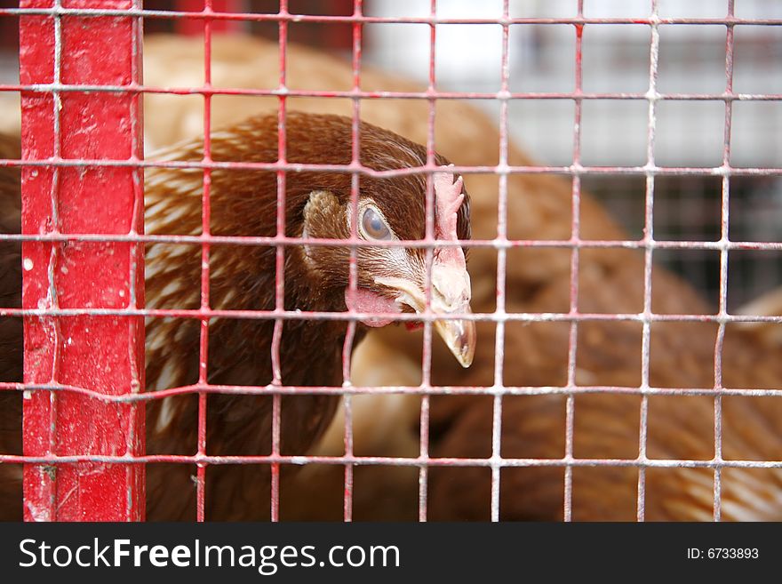 Egg laying chicken in cage on French market