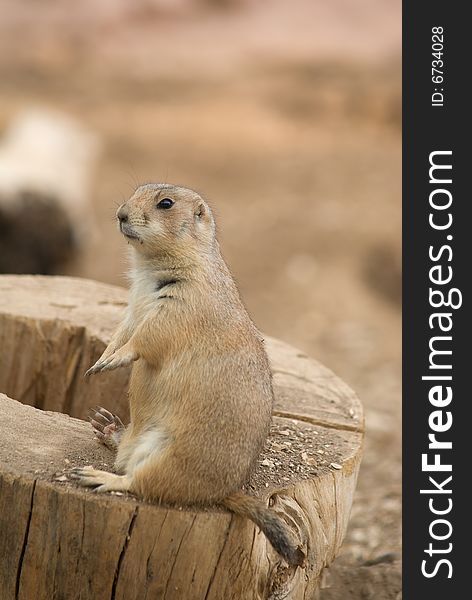 Black-tailed Prairie Dog