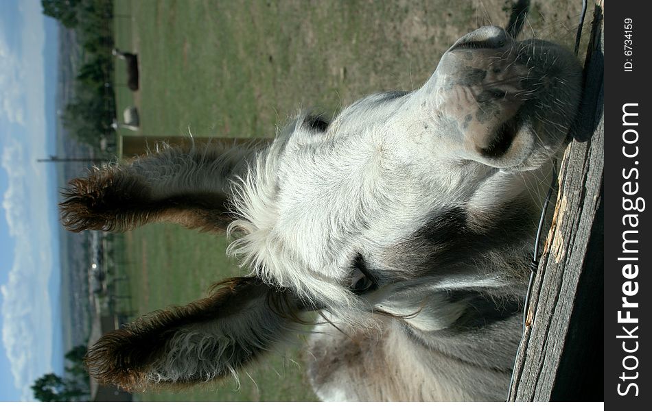 A cute little donkey wants his photo taken. A cute little donkey wants his photo taken