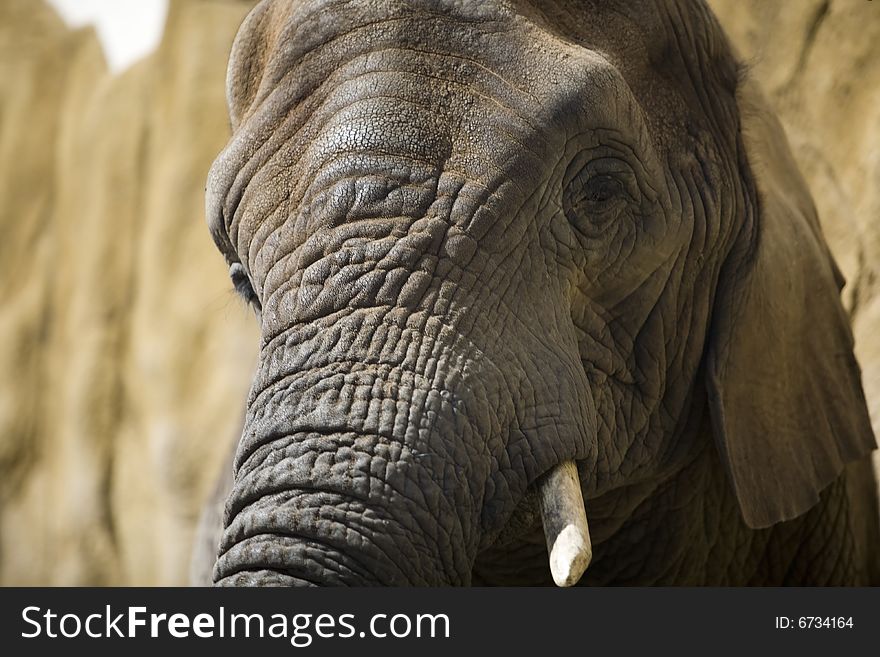 Elephants face closely than is healthy