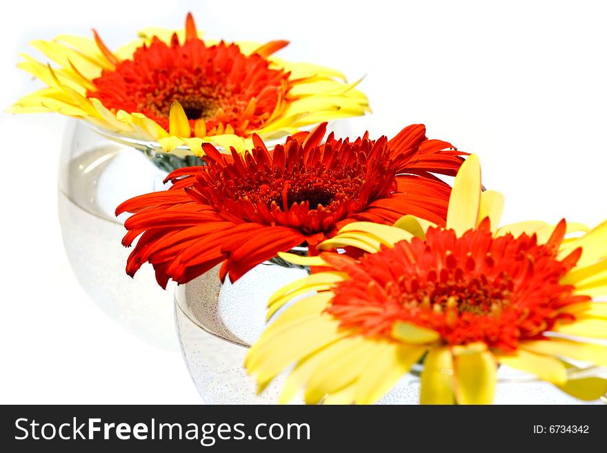 Red and yellow Gerbera flowers in wine glasses on white background. Red and yellow Gerbera flowers in wine glasses on white background