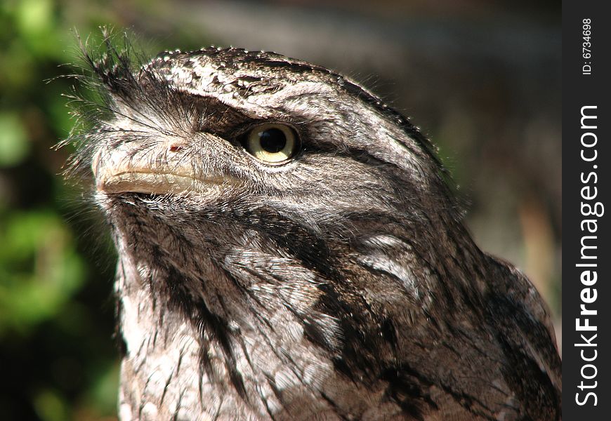 Tawny frog mouth owl at Busch Gardens