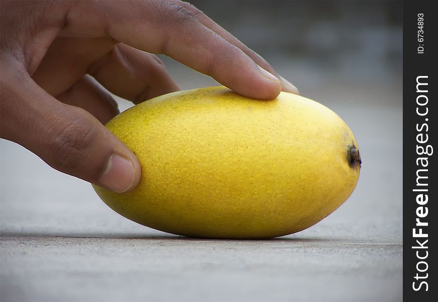 Hand is touching with ripe mango. Hand is touching with ripe mango