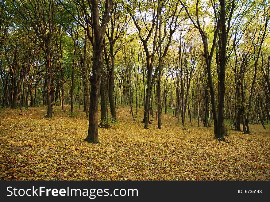 Autumnal forest in Ukraine, yellow leaves