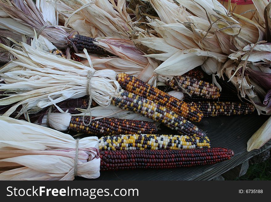 Colorful indian corn put up in bunches and displayed on a table.