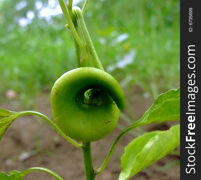 Crude pepper growing on a branch in a field. Crude pepper growing on a branch in a field