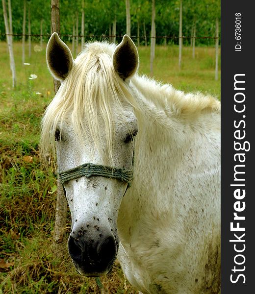 A white horse wandering in a farm