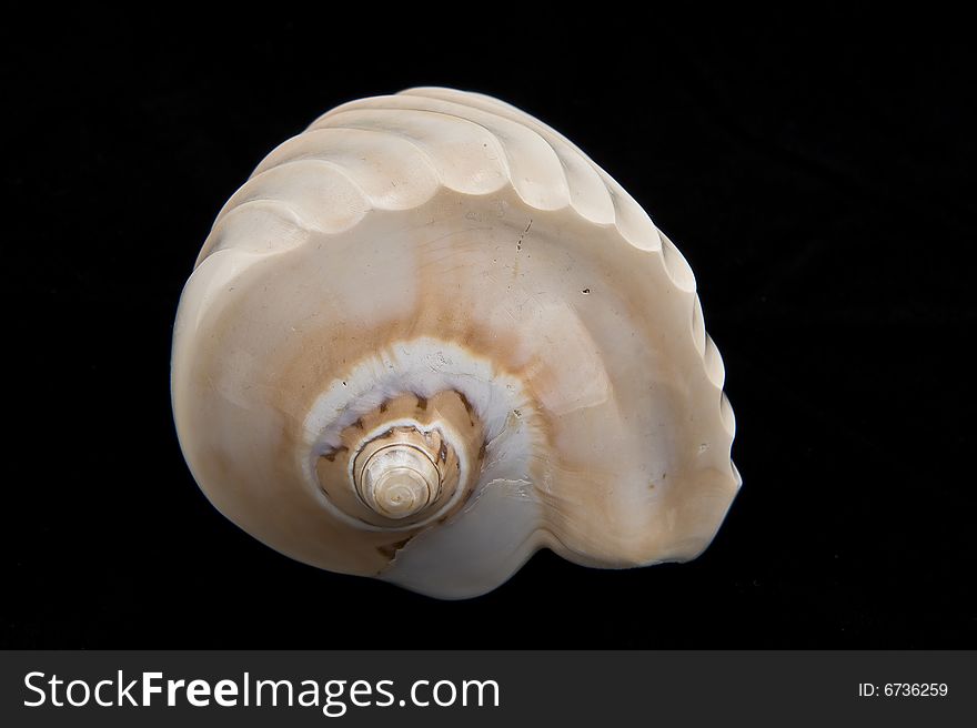 White big decoration shell on black background