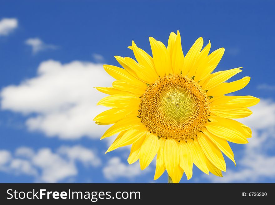 Sunflower And Blue Sky Background