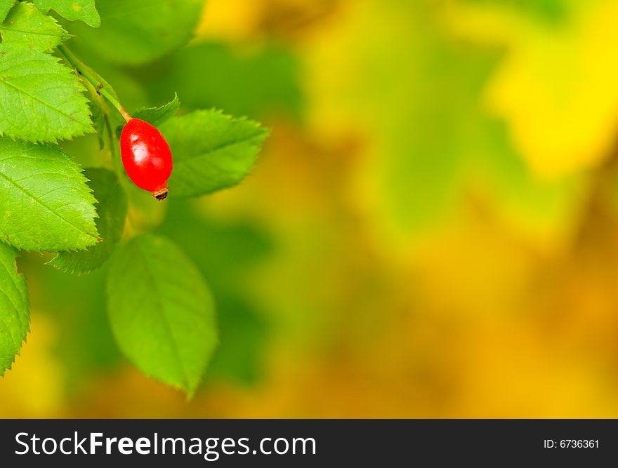 Autumn leaves, very shallow focus