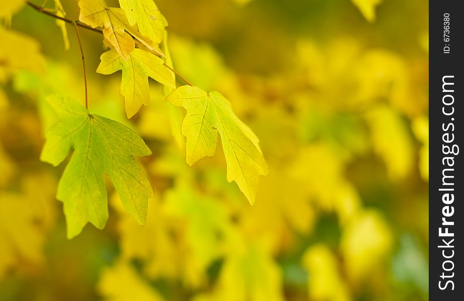 Autumn leaves, very shallow focus