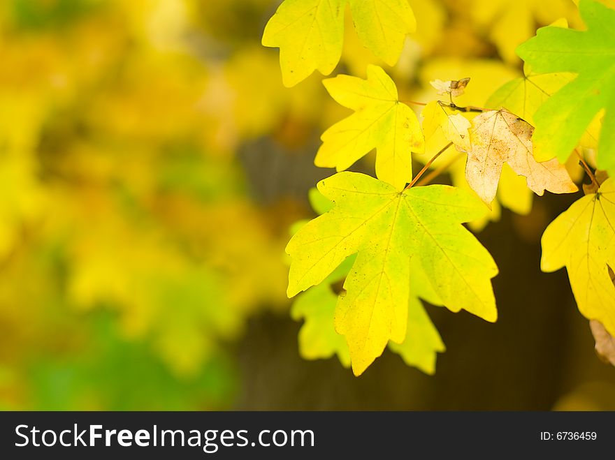 Autumn leaves, very shallow focus