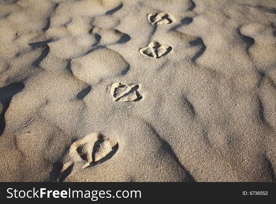 The Bird traces on the sandy beach