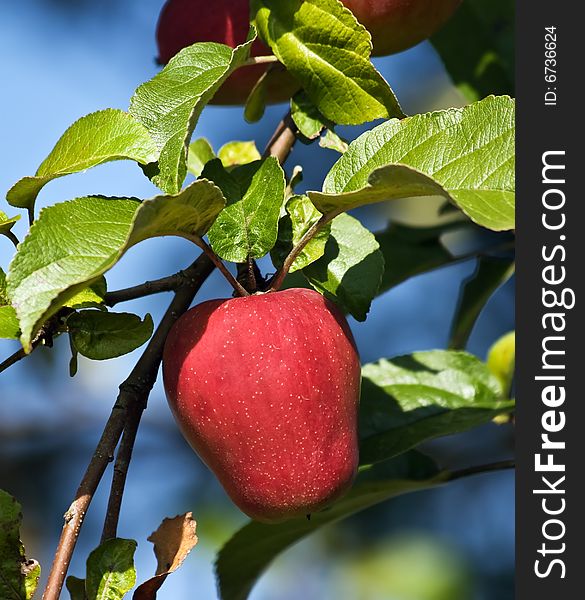 Red apple on the tree