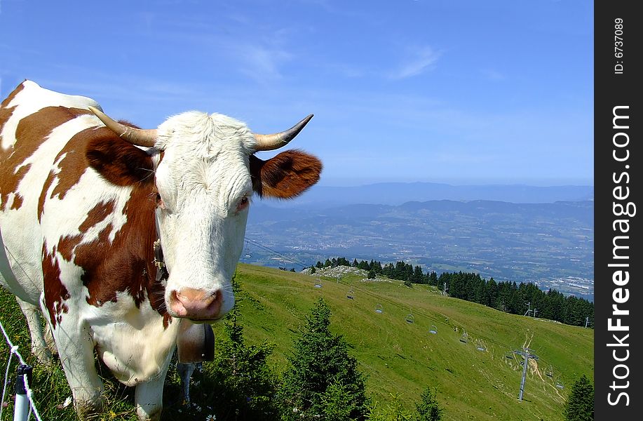 Cow in an alpine pasture