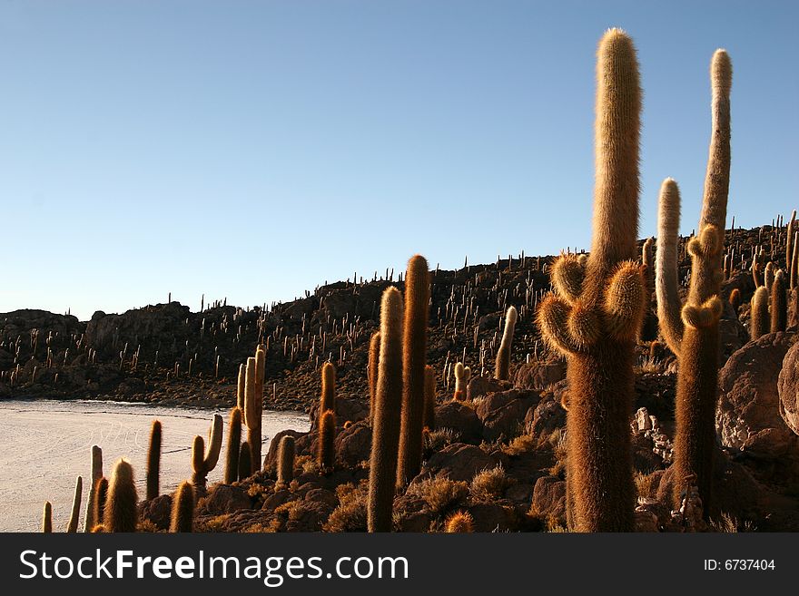 The famous cactus stop at sunrise in salar de uyuni in bolivia. The famous cactus stop at sunrise in salar de uyuni in bolivia