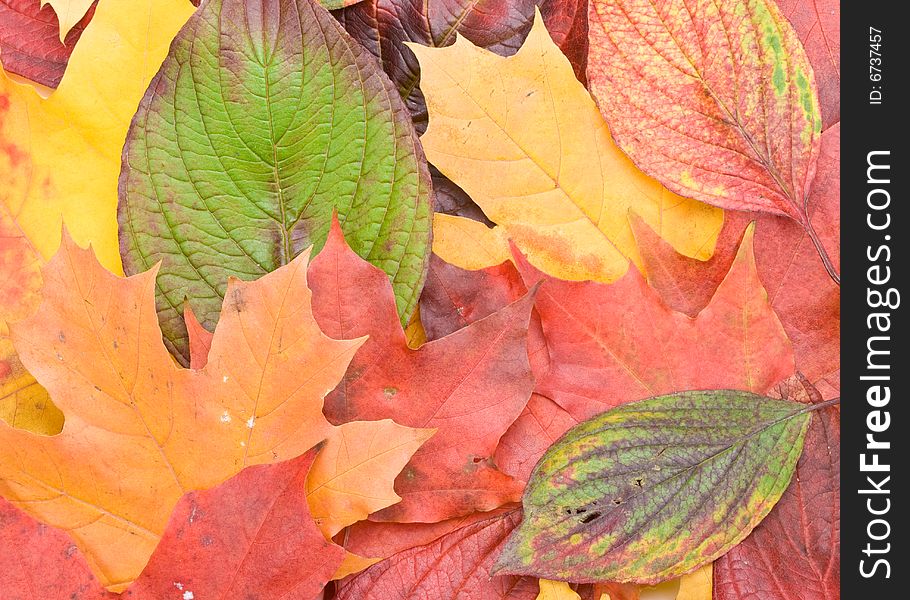 Autumn leaves on a white background. Close-up.