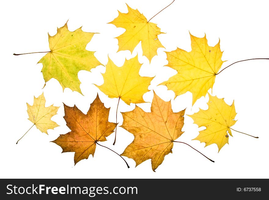 Autumn leaves on a white background. Close-up.