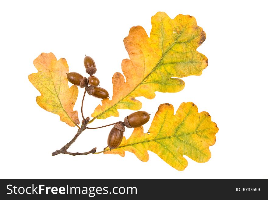 Autumn leaves on a white background. Close-up.