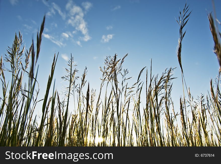 Weeds Against The Sky