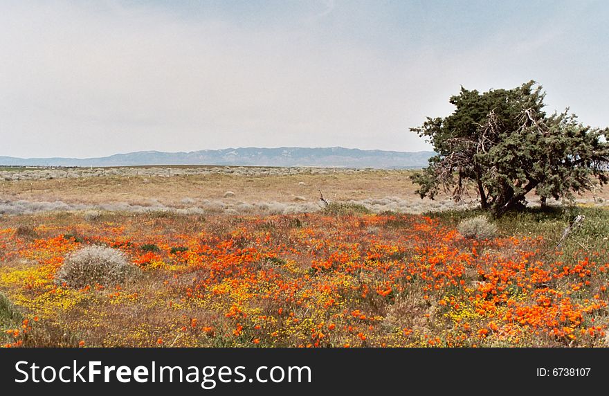 California Poppies