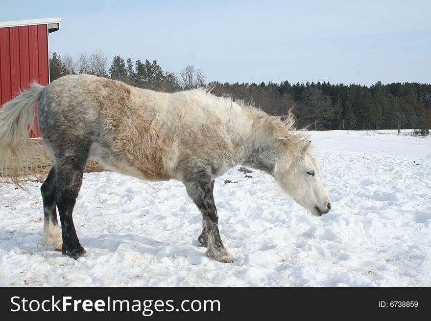 Dappled Pony shakes off extra snow during mid winter in Rosholt, WI. Dappled Pony shakes off extra snow during mid winter in Rosholt, WI