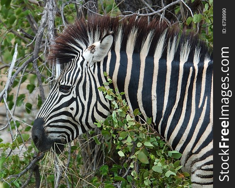 Burchell's Zebra (Equus quagga burchelli)