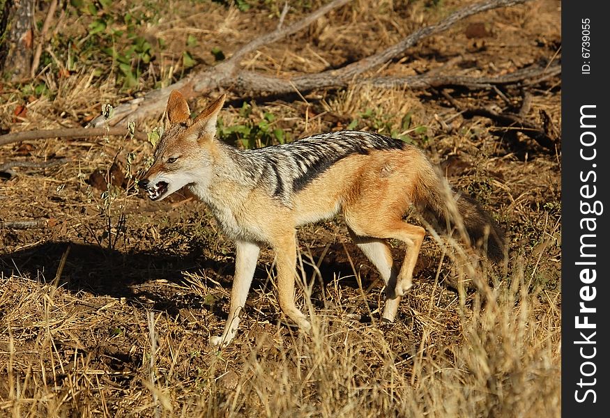 A wild blackbacked jackal photographed in Mpumalanga, South Africa.