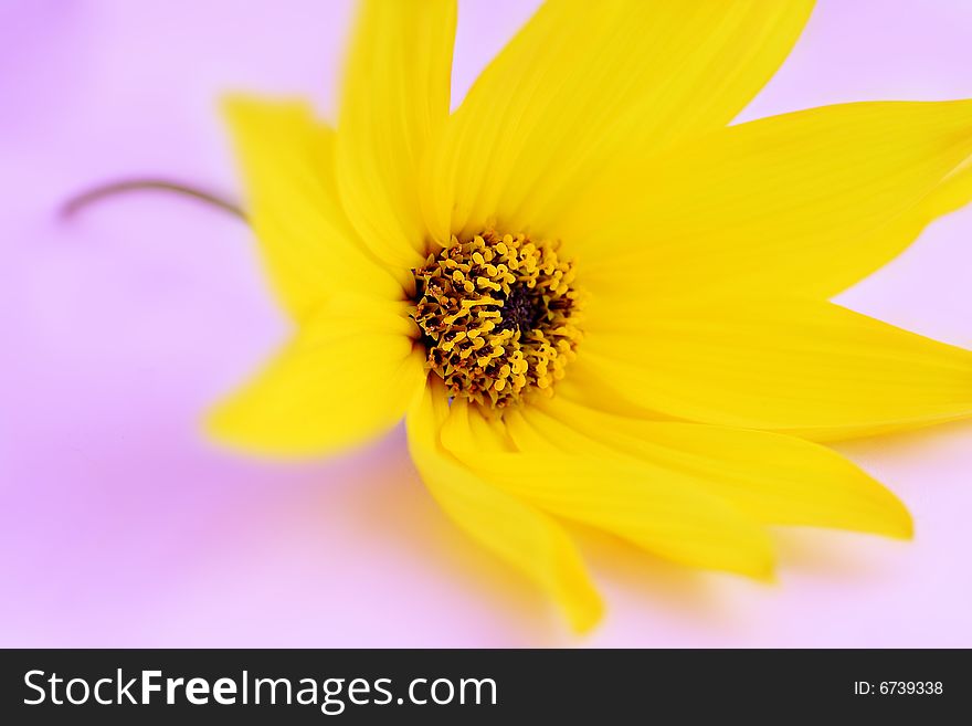 Yellow flower closeup,on pink background