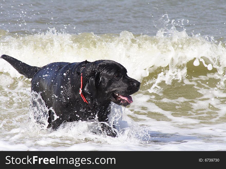 The dog joyfully jumps in waves. The dog joyfully jumps in waves