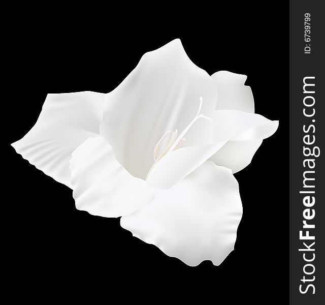 Vector white lily flower on a dark background, mesh