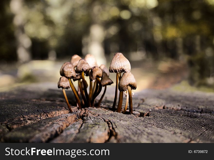 A bunch of toadstools on a piece of wood.