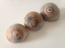 Three Neverita Duplicata &x28;Shark Eye&x29; Sea Snail Shells. Stock Images Three Neverita Duplicata &x28;Shark Eye&x29; Sea Snail Shells. Stock Images