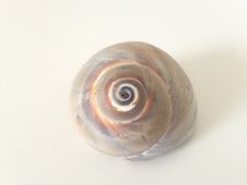 Neverita Duplicata &x28;Shark Eye&x29; Sea Snail Shell. Stock Images Neverita Duplicata &x28;Shark Eye&x29; Sea Snail Shell. Stock Images
