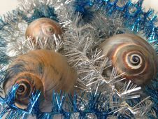 Neverita Duplicata &x28;Shark Eye&x29; Sea Snail Shells Between Christmas Tinsel. Royalty Free Stock Image Neverita Duplicata &x28;Shark Eye&x29; Sea Snail Shells Between Christmas Tinsel. Royalty Free Stock Image