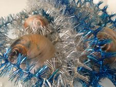 Neverita Duplicata &x28;Shark Eye&x29; Sea Snail Shells Between Christmas Tinsel. Stock Photography Neverita Duplicata &x28;Shark Eye&x29; Sea Snail Shells Between Christmas Tinsel. Stock Photography