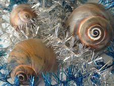 Neverita Duplicata &x28;Shark Eye&x29; Sea Snail Shells Between Christmas Tinsel. Stock Images Neverita Duplicata &x28;Shark Eye&x29; Sea Snail Shells Between Christmas Tinsel. Stock Images