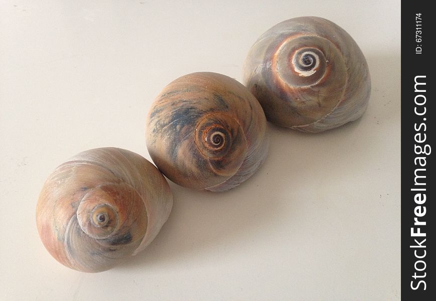 Three Neverita Duplicata &#x28;Shark Eye&#x29; Sea Snail Shells on White Background. Three Neverita Duplicata &#x28;Shark Eye&#x29; Sea Snail Shells on White Background.