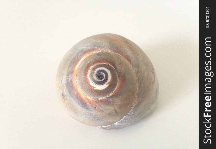 Neverita Duplicata &#x28;Shark Eye&#x29; Sea Snail Shell.