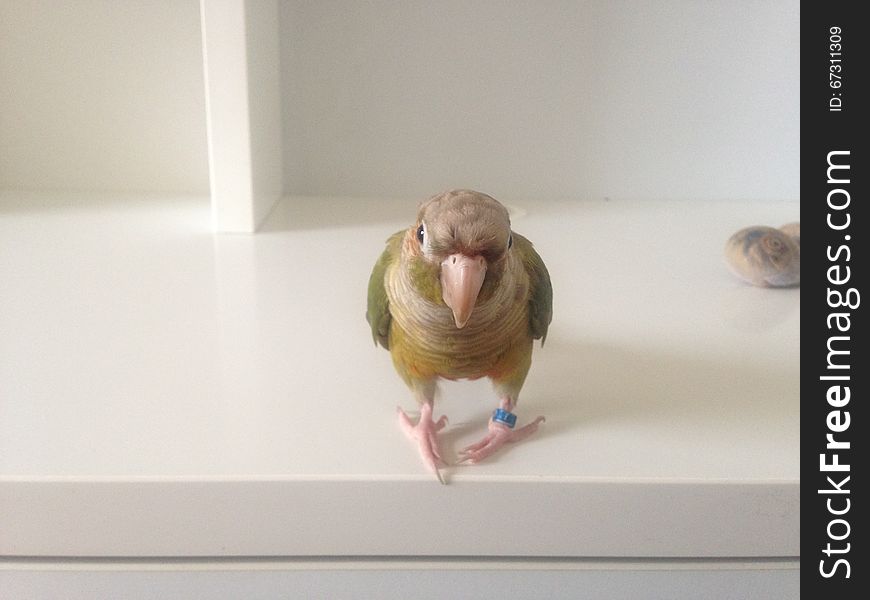 Baby Pyrrhura Molinae &#x28;Green-Cheeked Parakeet&#x29;. Standing on White Desk.