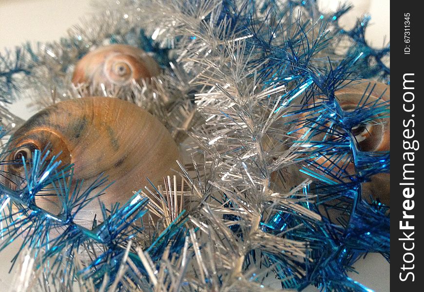 Neverita Duplicata &#x28;Shark Eye&#x29; Sea Snail Shells between Silver and Blue Christmas Tinsel on White Background. Neverita Duplicata &#x28;Shark Eye&#x29; Sea Snail Shells between Silver and Blue Christmas Tinsel on White Background.