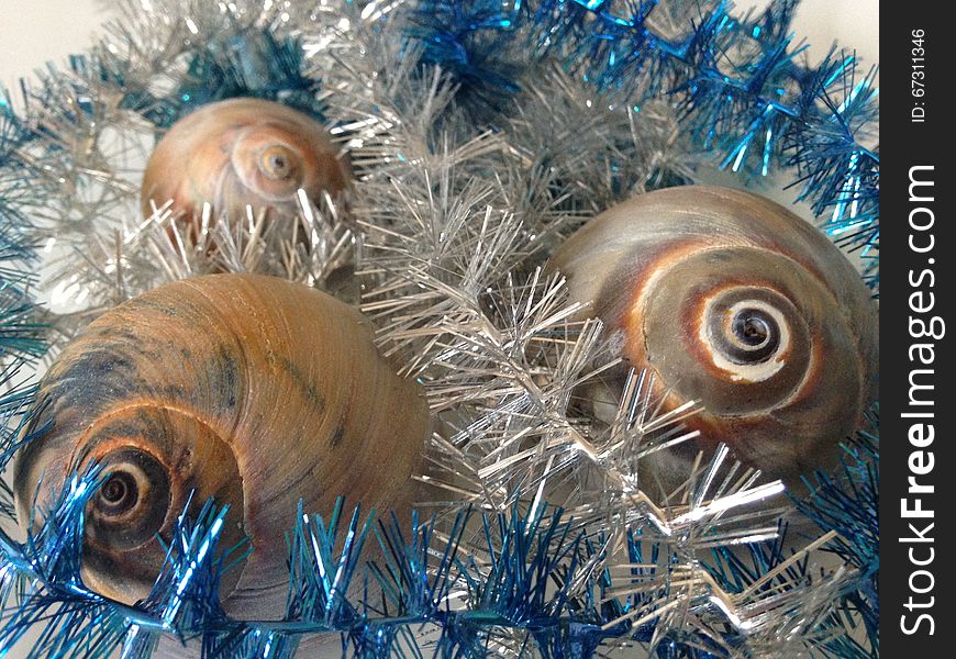 Neverita Duplicata &#x28;Shark Eye&#x29; Sea Snail Shells between Silver and Blue Christmas Tinsel on White Background. Neverita Duplicata &#x28;Shark Eye&#x29; Sea Snail Shells between Silver and Blue Christmas Tinsel on White Background.