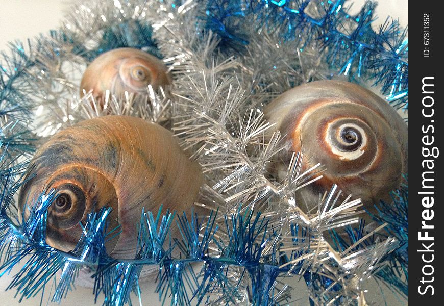 Neverita Duplicata &#x28;Shark Eye&#x29; Sea Snail Shells between Silver and Blue Christmas Tinsel on White Background. Neverita Duplicata &#x28;Shark Eye&#x29; Sea Snail Shells between Silver and Blue Christmas Tinsel on White Background.