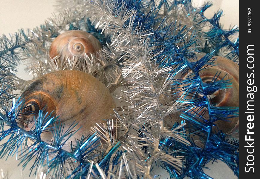 Neverita Duplicata &#x28;Shark Eye&#x29; Sea Snail Shells between Silver and Blue Christmas Tinsel on White Background. Neverita Duplicata &#x28;Shark Eye&#x29; Sea Snail Shells between Silver and Blue Christmas Tinsel on White Background.