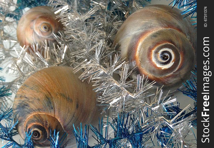 Neverita Duplicata &#x28;Shark Eye&#x29; Sea Snail Shells between Silver and Blue Christmas Tinsel on White Background. Neverita Duplicata &#x28;Shark Eye&#x29; Sea Snail Shells between Silver and Blue Christmas Tinsel on White Background.