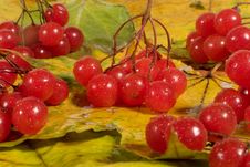 Twigs With Red Snowball Berries Royalty Free Stock Photography Twigs With Red Snowball Berries Royalty Free Stock Photography