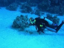 Diver On The Reef Stock Photos Diver On The Reef Stock Photos